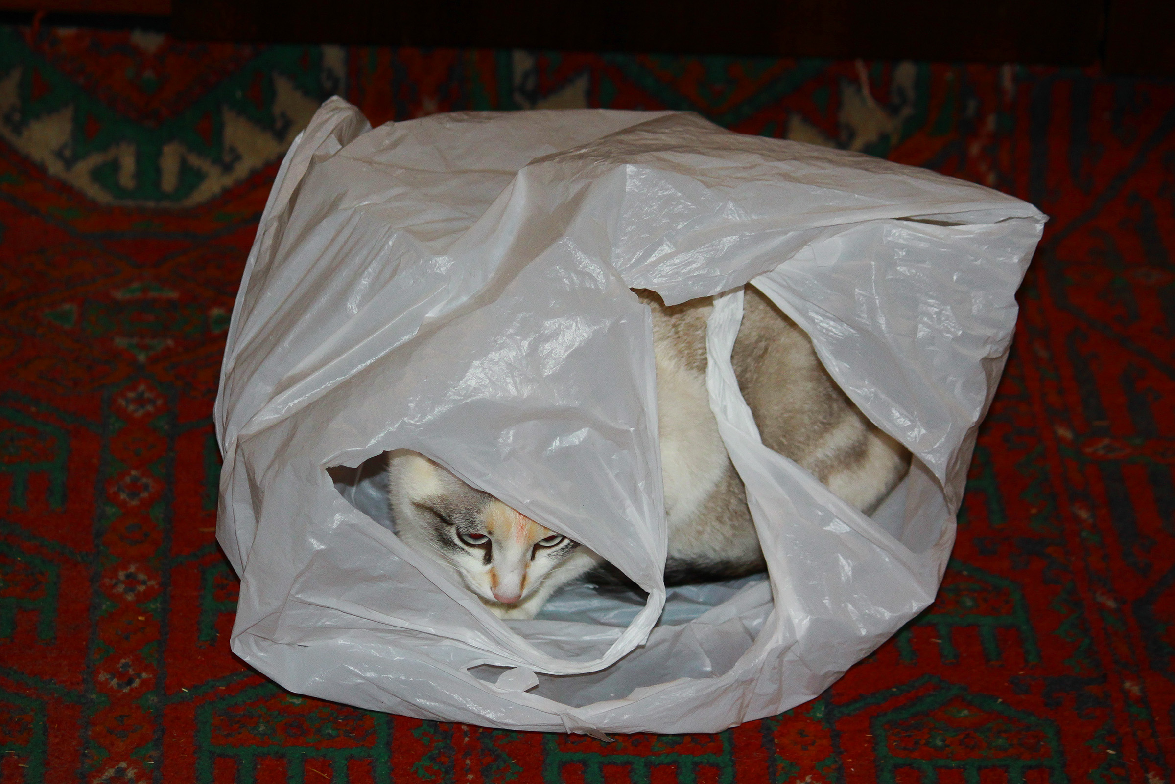 Кошечка в пакете