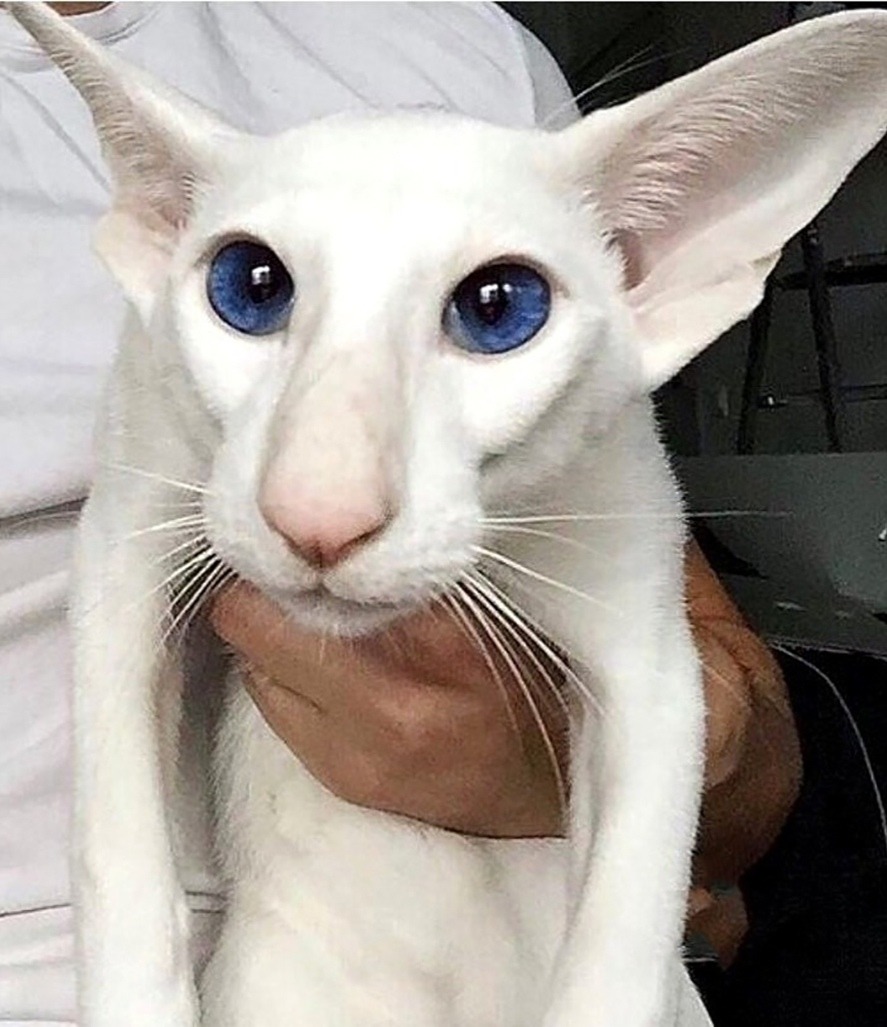 Белый кот с большим носом