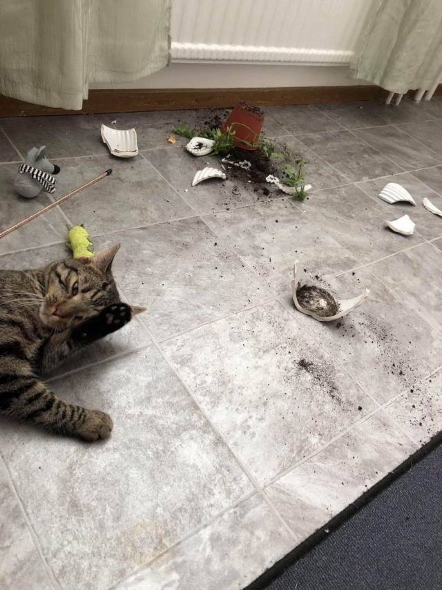 Кот разбил цветок