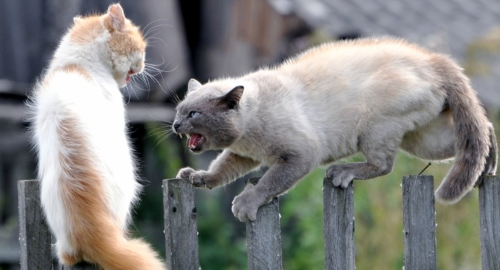 Коты дерутся на заборе