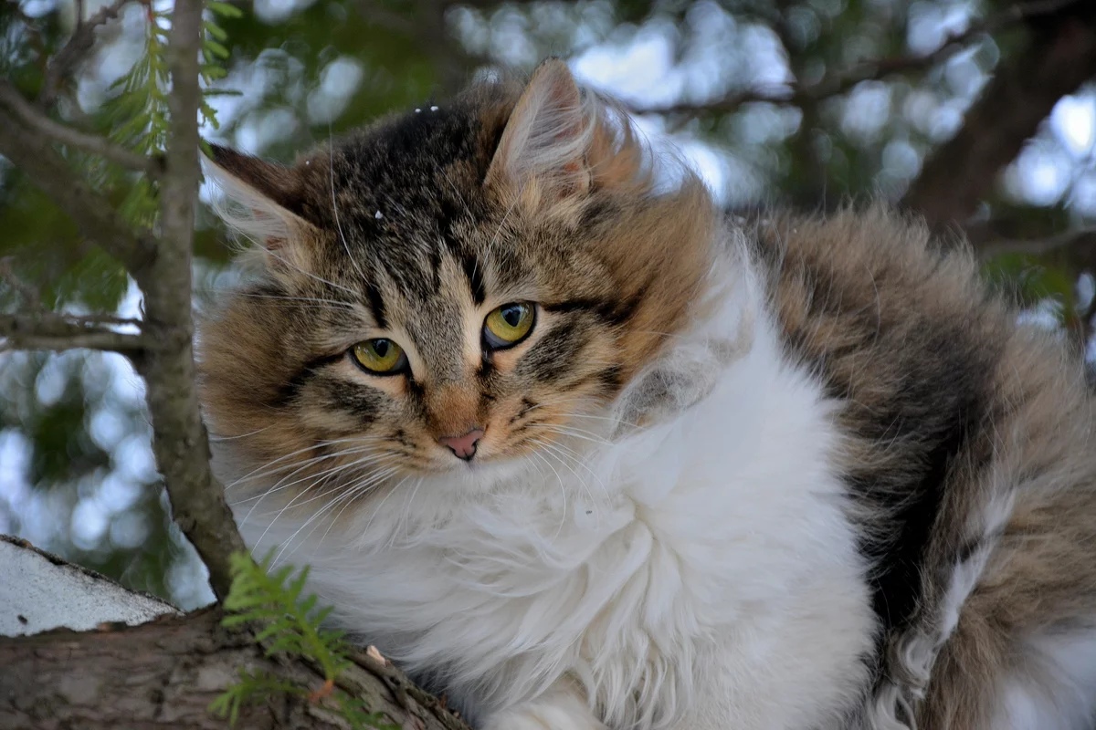 Крупно фото кошек. Сибирские коты. Сибирский белый полосатый кот. Пушистая кошка. Красивая Сибирская кошка.