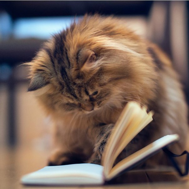 Кошечка достаёт книгу