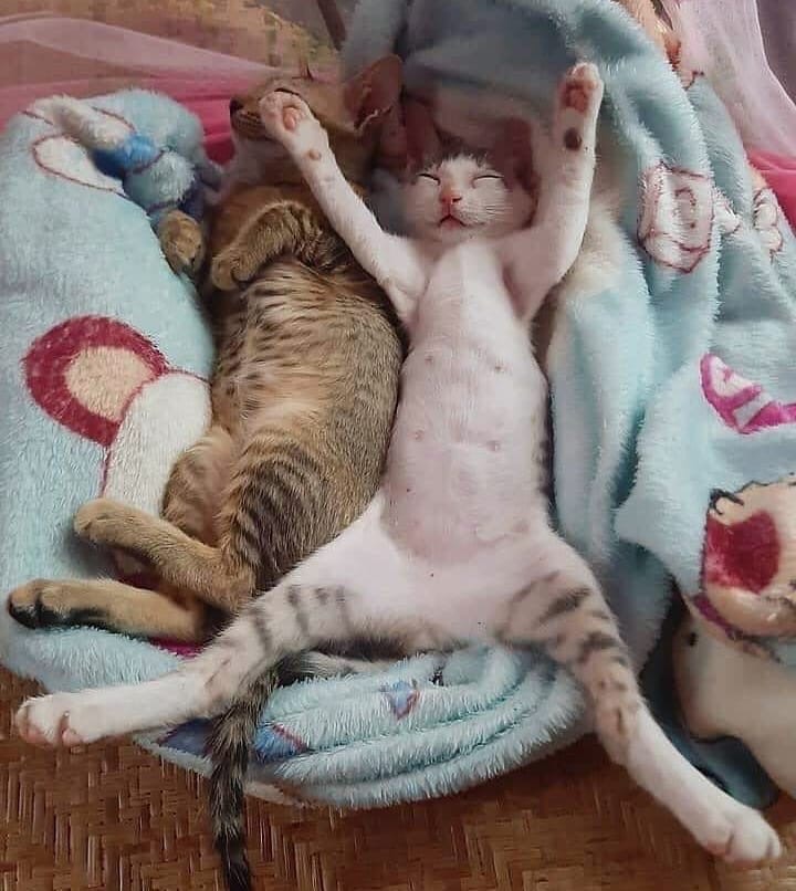 Два котейки сладко спят