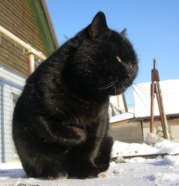 Чёрный котик на прогулке