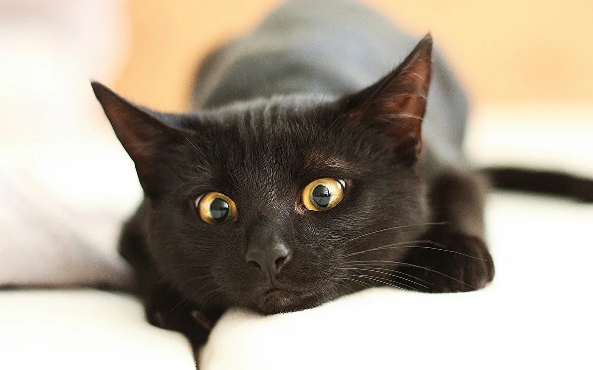Чёрный котик с изумлёнными глазами