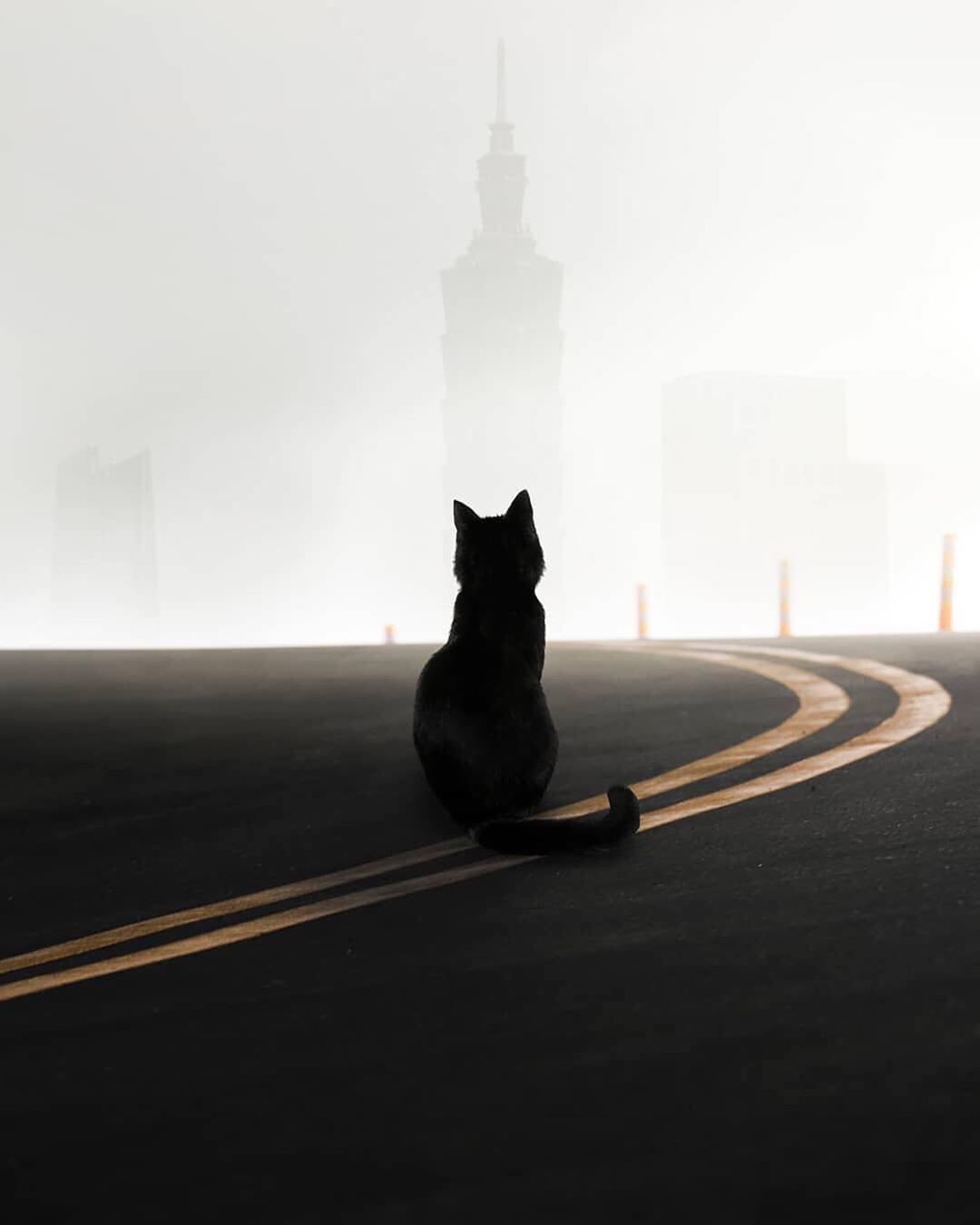 Котик и туман
