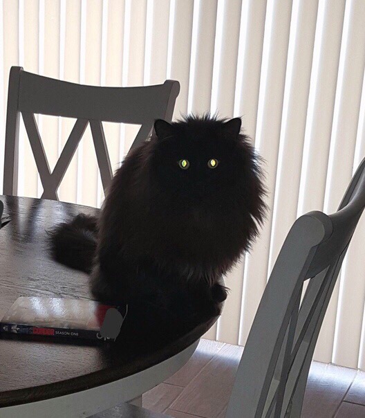 Чёрный кот с чем горящими глазами