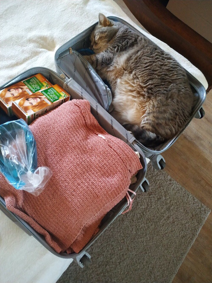 Кот и чемодан