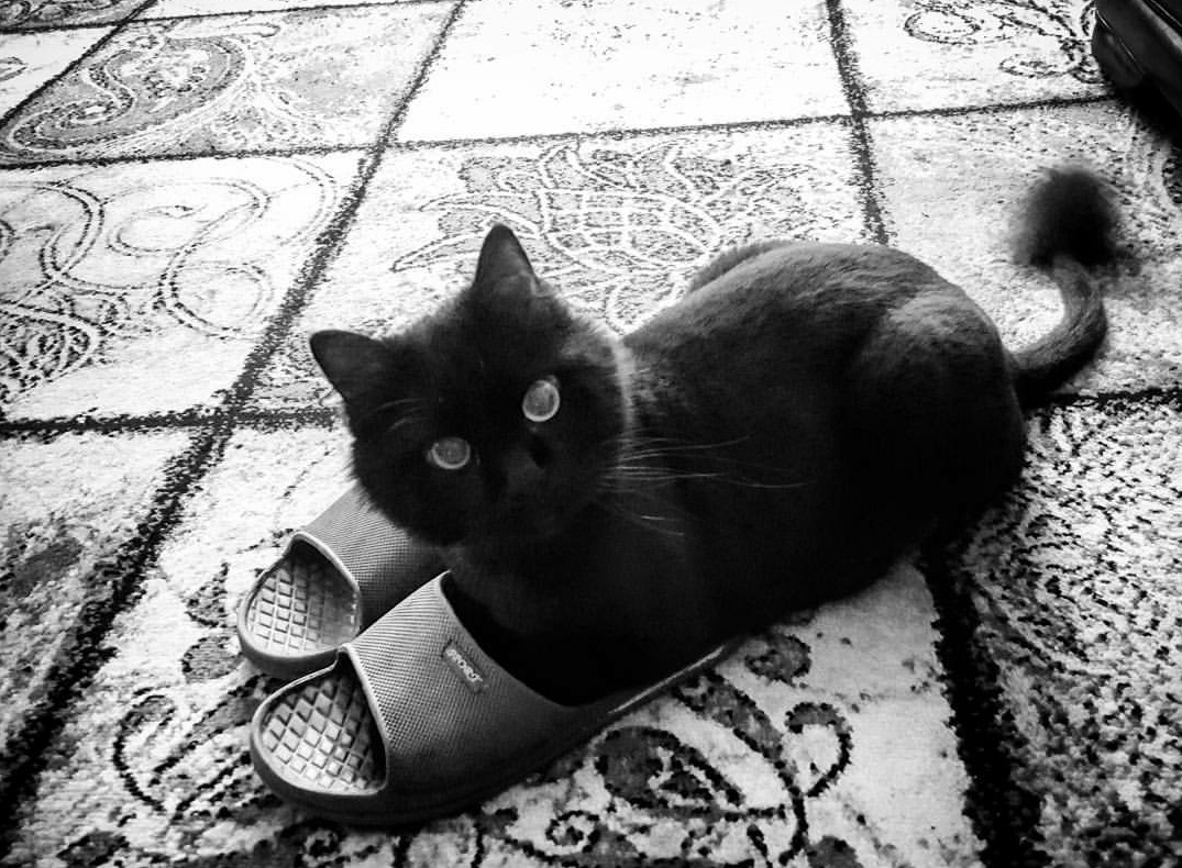 Чёрный кот в тапочках