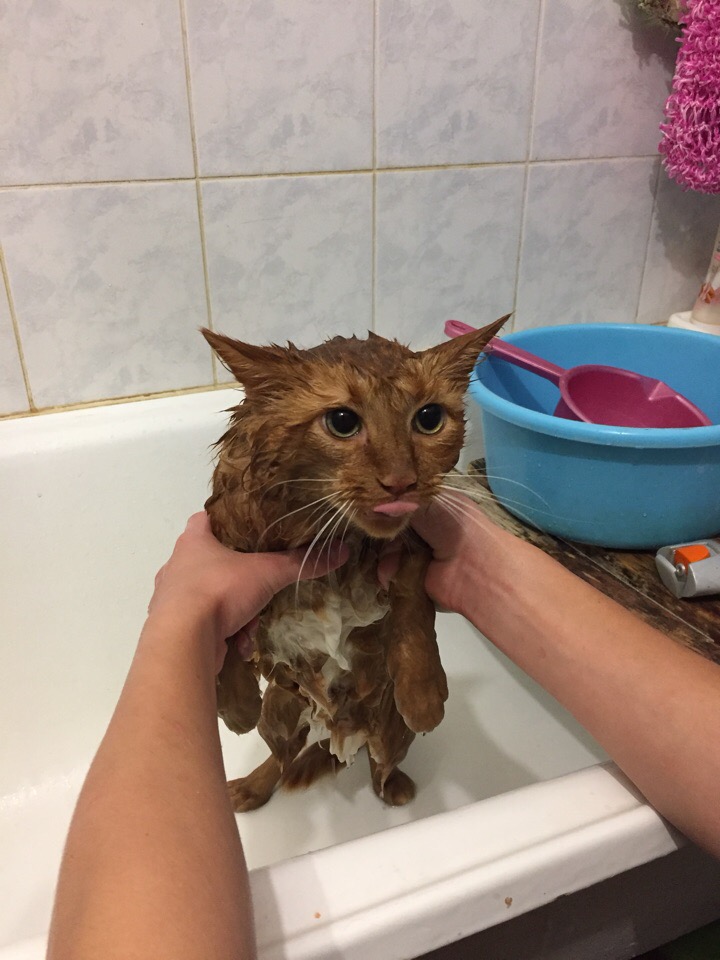 Мокрый котик показывает язык