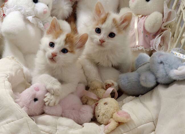 Котятки с игрушками