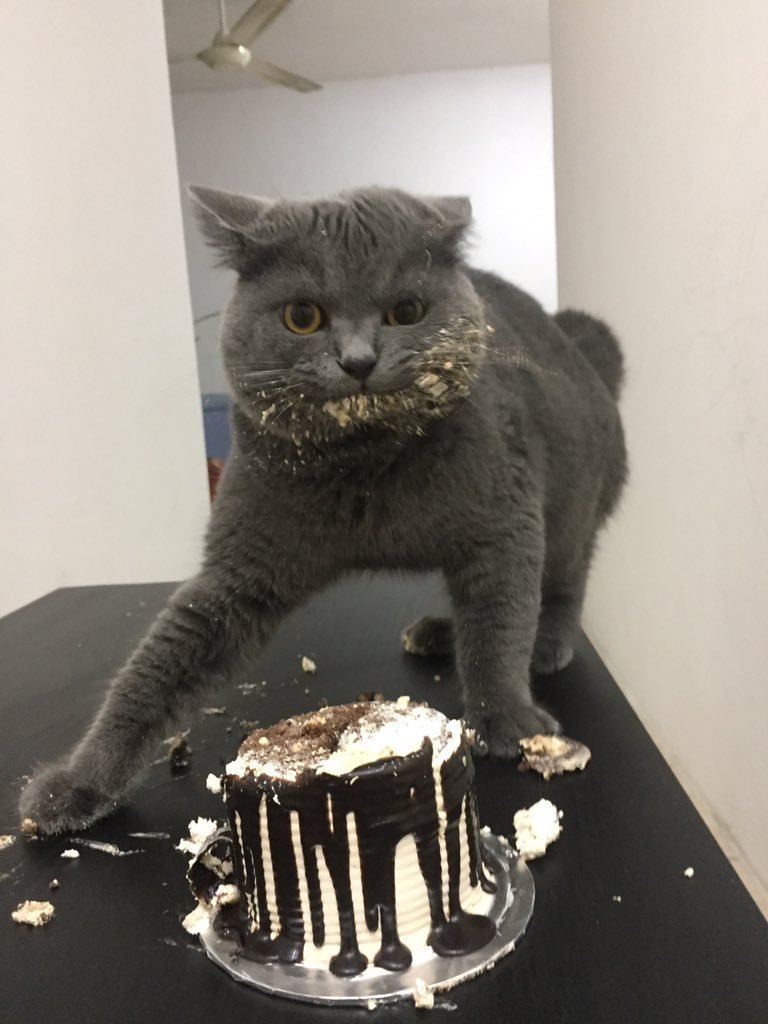 Котик и торт