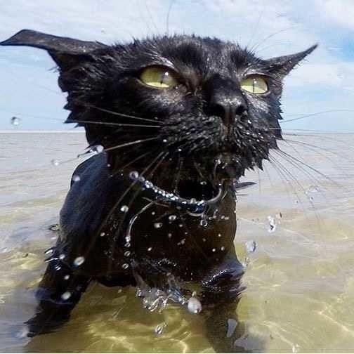 Котик в море