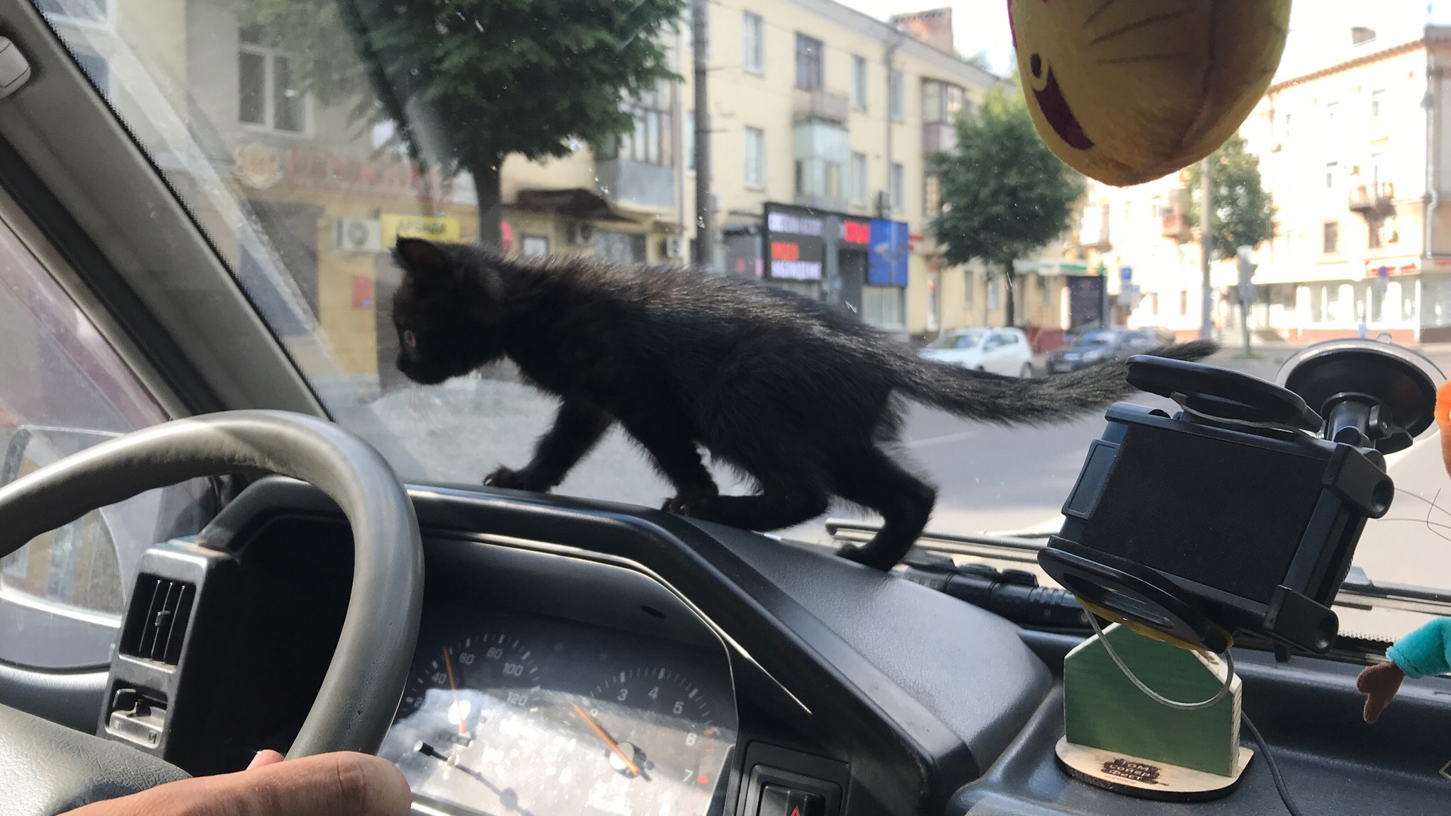 Котёнок в машине