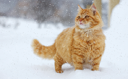 Рыжий кот и снег