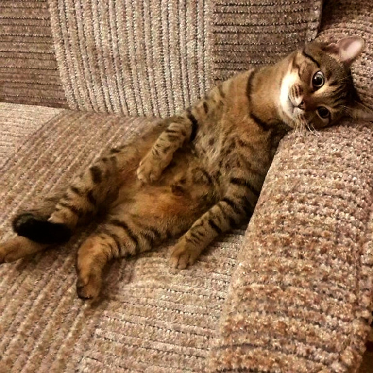 Котик лежит на диване