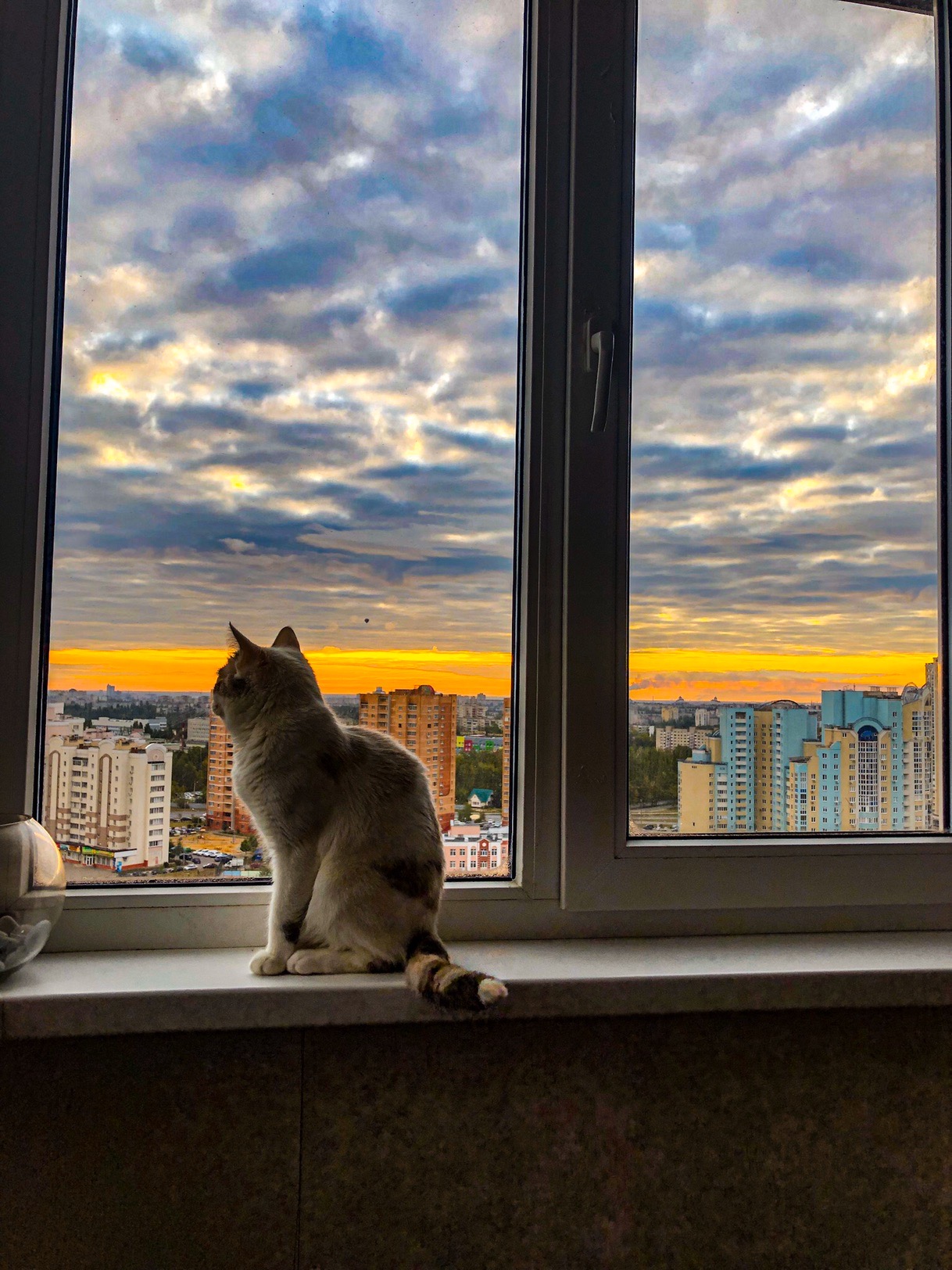 Посмотри в окно найди. Кот на окне. Котик на подоконнике. Кошка на подоконнике. Кошки на окошке.