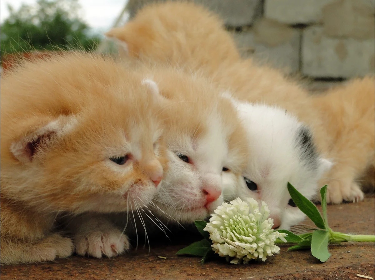 Котятки нюхают цветочек