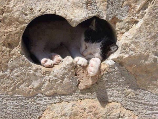 Котёнок спит в проёме стены