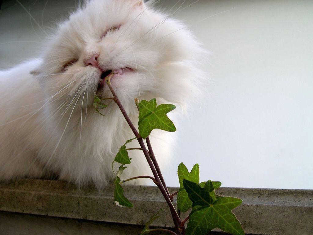 Котёнок кушает цветочек