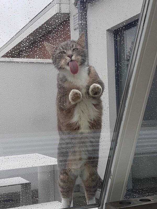 Котик лижет окно