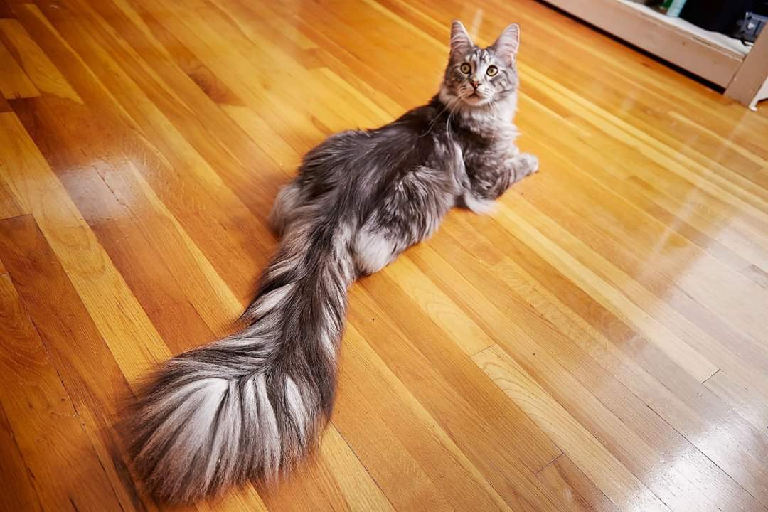Котик с пушистым хвостом