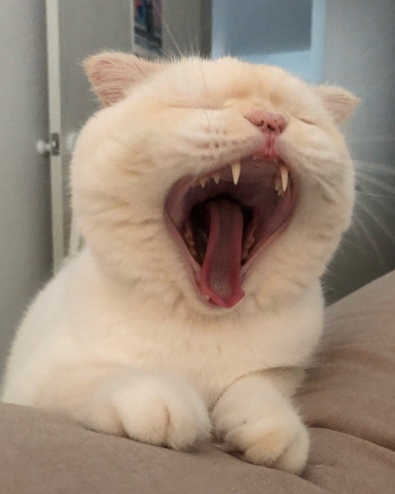 Кошечка зевает