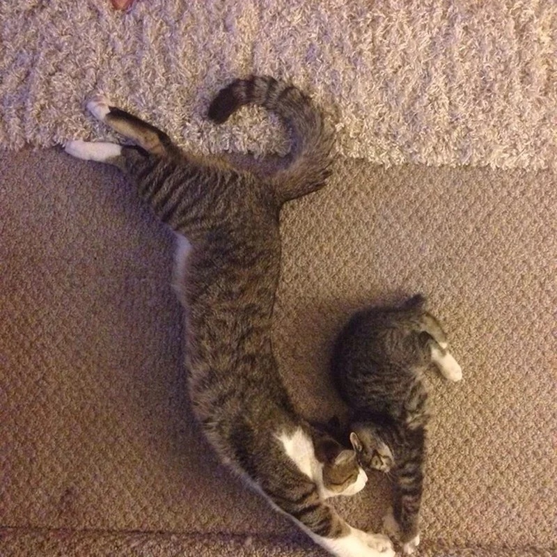 Кошечка с котёнком на ковре