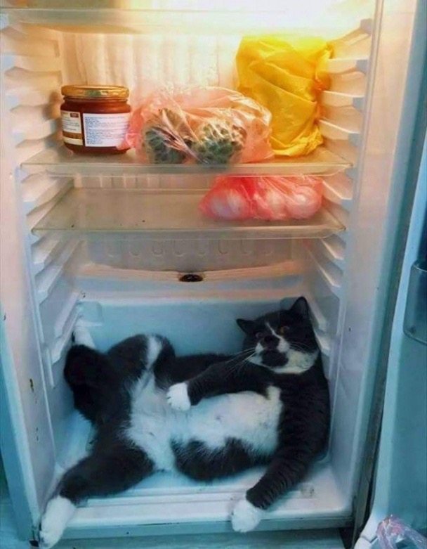 Кот в холодилинике