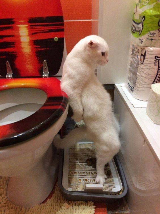 Кошечка в туалете
