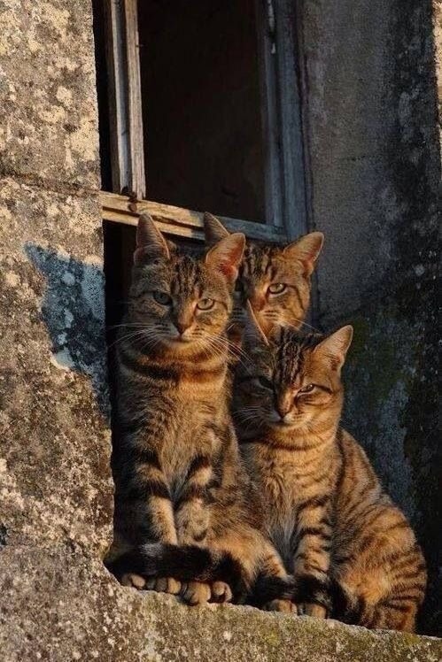 Три котейки на окне
