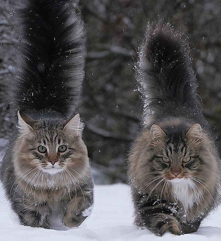 Кошки бегут по снегу