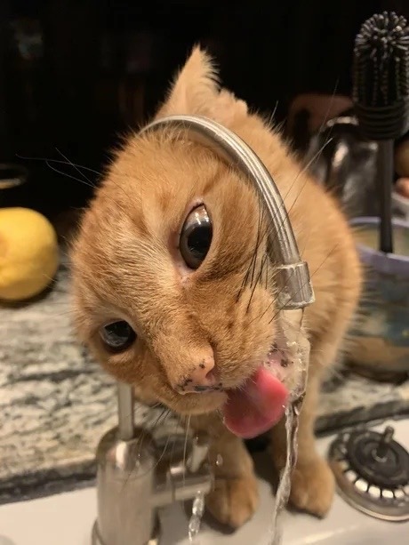 Котик пьёт из под крана