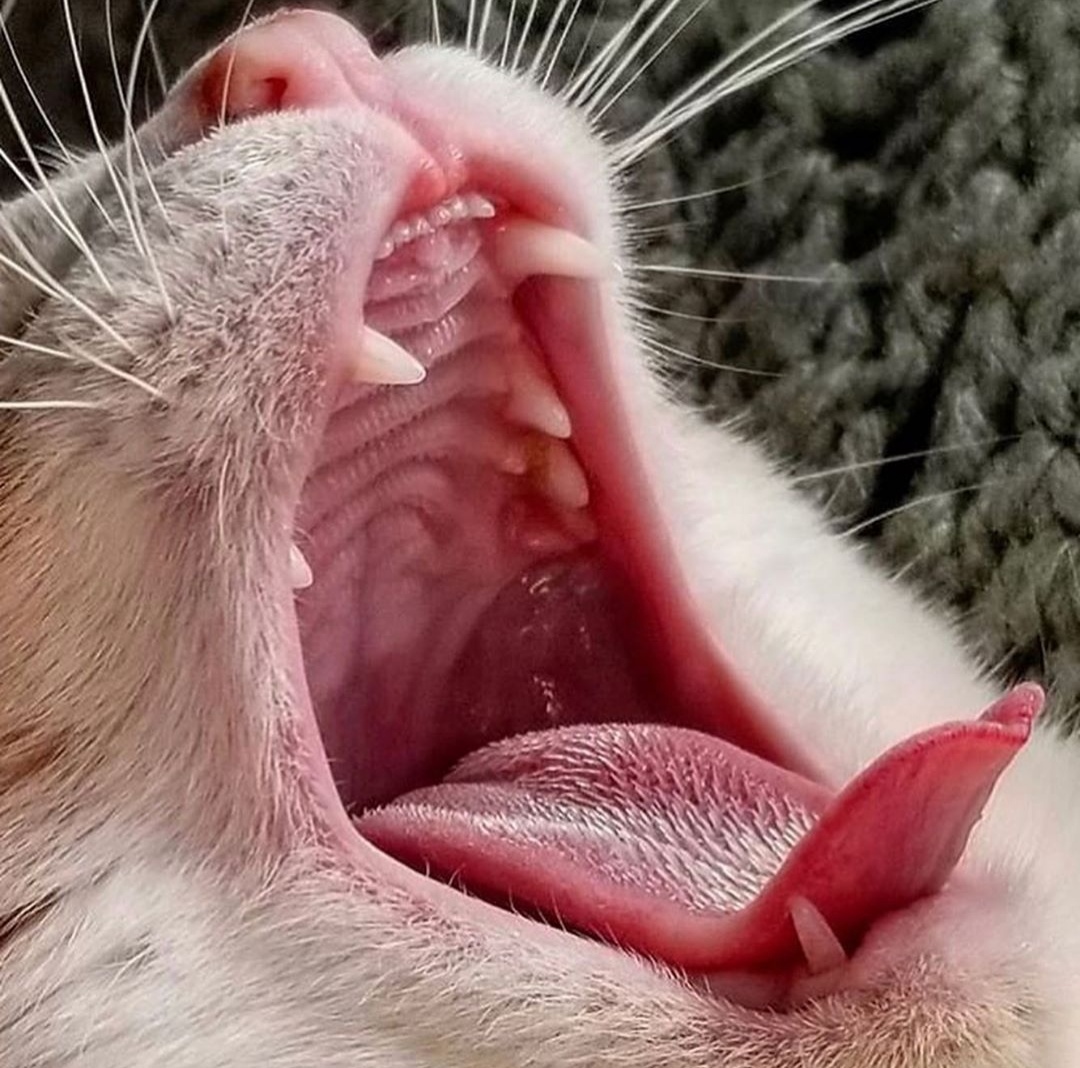 Кошечка с открытым ртом