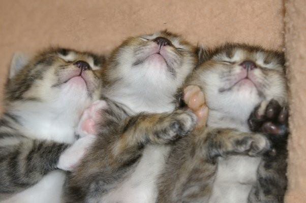 Три котёночка сопят