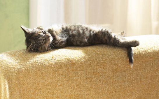 Котёнок на спинке дивана