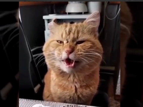 Первая обложка